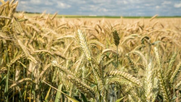 Complete Guide to Wheat Farming: From Sowing to Harvest in Simple Steps